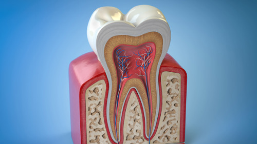 3D cross-section illustration of a tooth showing inner pulp, nerves, and root canal anatomy